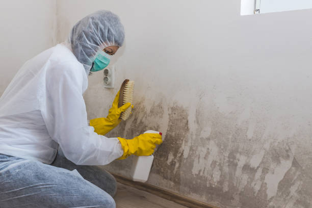 Best Mold Removal Process  in Pegram, TN
