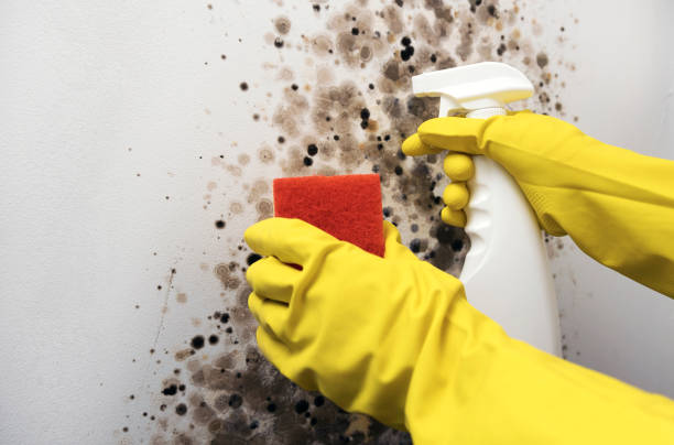 Best Attic Mold Removal  in Pegram, TN