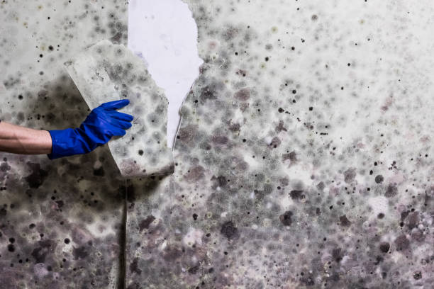 Mold Removal Process in Pegram, TN